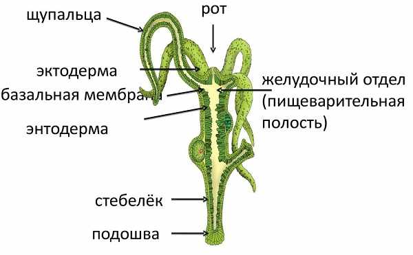 Kraken магазин